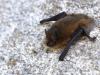 Pipistrelle Commune